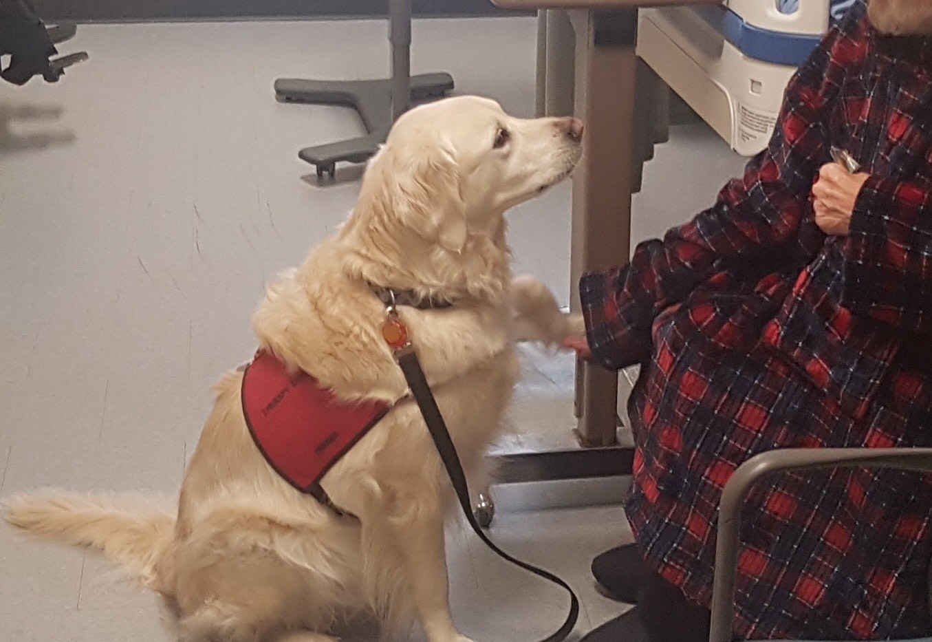 Person pets a therapy dog.
