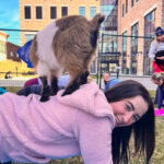 Goat yoga returns to campus